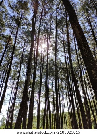 Pine forest in the village. There are many towering pine trees. 


