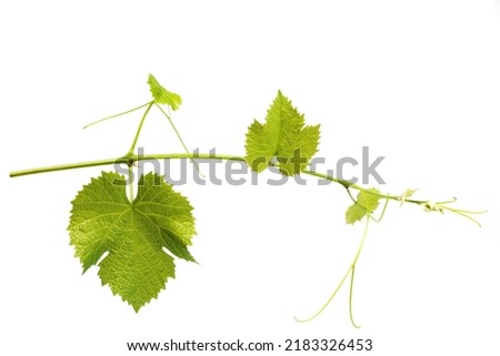 Grape leaves vine branch with tendrils tropical plant isolated on white background.
