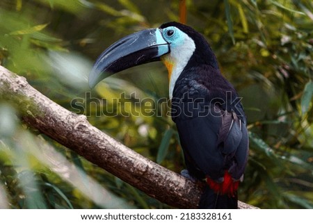 Channel billed toucan in zoo