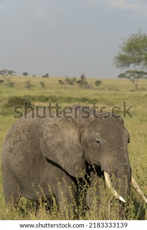 Wild animals in the open plains of the Serengeti
