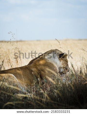 Wild animals in the open plains of the Serengeti