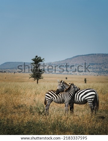 Beautiful game drive in the savannah of the Serengeti, Tanzania Royalty-Free Stock Photo #2183337595