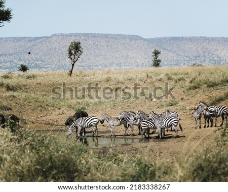 Game drive in the beautiful open plains of the Serengeti, Tanzania