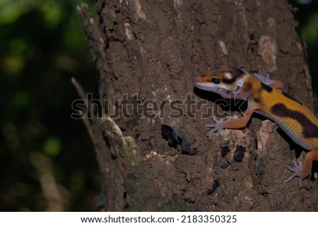leopard gecko child playing on dry wood
