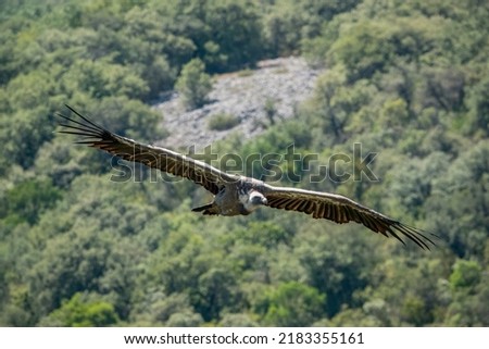 detailed close up of Griffon vulture, Eurasion griffon (Gyps fulvus) in soaring flight
