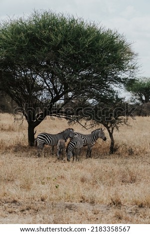 Elephants and Zebras in the Tarangire National Park, Tanzania
