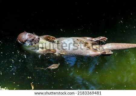 An adult otter swimming in the river.