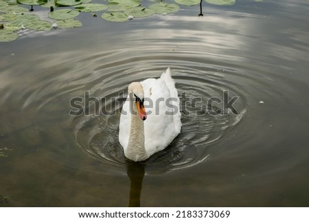 Graceful white Mute swan standing in shallow water, in spring. Cygnus Olor. Canada goose (Branta canadensis) swimming away in the background.