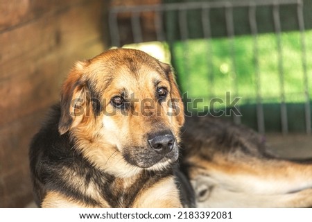 Portrait of a sad looking dog in a shelter. Pet adoption concept