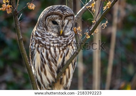 A Wild Northern Barred Owl (Strix varia)