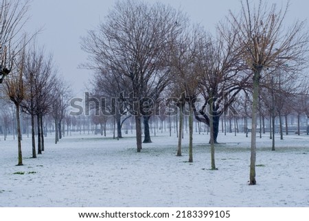 Winter landscape in Istanbul. Natural landscape taken in the park in winter. trees in the snow. selective focus.
