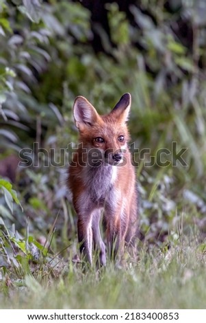 A Red Fox pup moves cautiously around the field. 