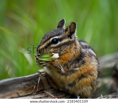 Cute picture of a chipmunk on a log in Grand Teton National Park.