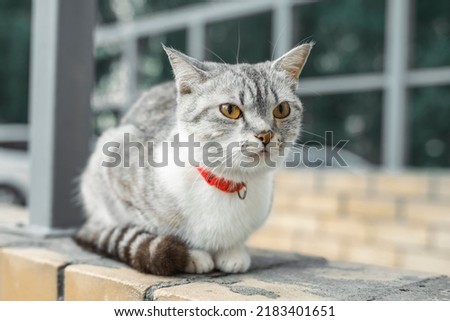 American Wirehair cat is sitting in a red collar in the yard of the house. A pet on a walk yard street. Royalty-Free Stock Photo #2183401651