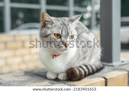 American Wirehair cat is sitting in a red collar in the yard of the house. A pet on a walk yard street. Royalty-Free Stock Photo #2183401653