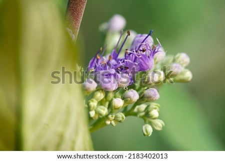 Vitex negundo, commonly known as the Chinese chaste tree,[2] five-leaved chaste tree, or horseshoe vitex, or nisinda is a large aromatic shrub with quadrangular, densely whitish, tomentose branchlets. Royalty-Free Stock Photo #2183402013
