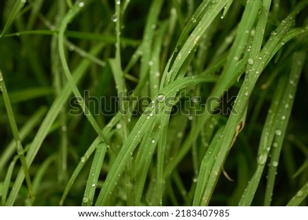grass with dew drops, close up