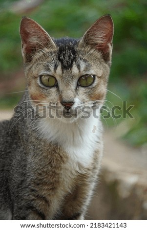 Domestic cat (Felis catus) is looking at the camera, against a natural background. Selective focus photography
