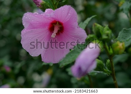 Beautiful blossoms of Hibiscus syriacus in rainy day