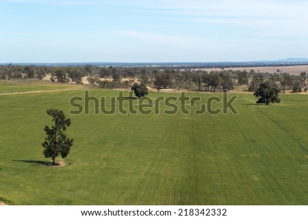 looking down onto a young cereal crop with clouds in sky