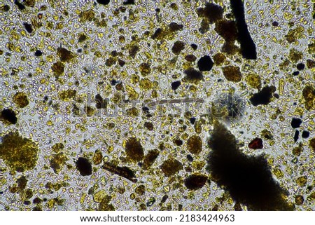 Soil under the microscopy, looking at sand, silt and clay and soil biology, amoebae, fungi, fungal, microbes and nematodes in a cattle farm in australia. 
 Royalty-Free Stock Photo #2183424963