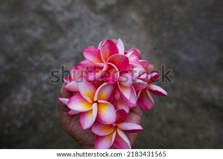 frangipani flowers fresh on hand