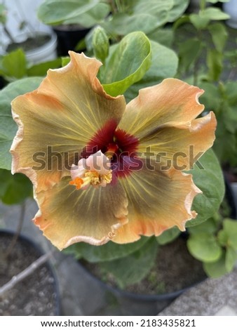 Beautiful of yellow hibiscus flower with brown inside is blooming today in the garden in the morning.