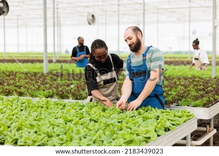 African american farmer and caucasian man doing quality control for bio lettuce crop happy with results in organic greenhouse farm. Diverse people inspecting green leaves for pests before harvesting