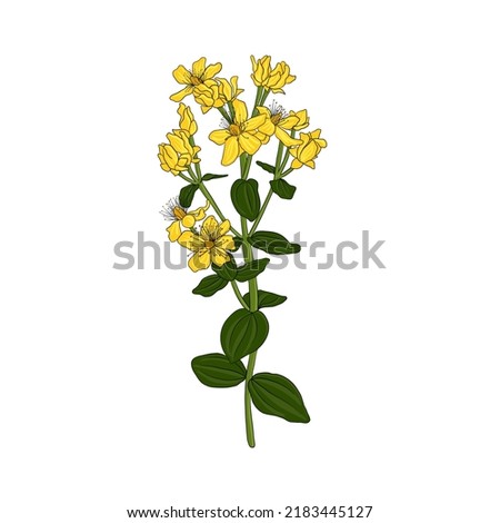 flower of St. John's wort, Hypericum perforatum, vector drawing wild plant isolated at white background , hand drawn botanical illustration Royalty-Free Stock Photo #2183445127