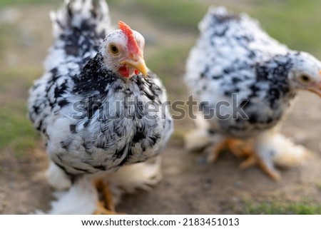Adorable mottled pekin bantam chickens looking into camera with selective focus Royalty-Free Stock Photo #2183451013