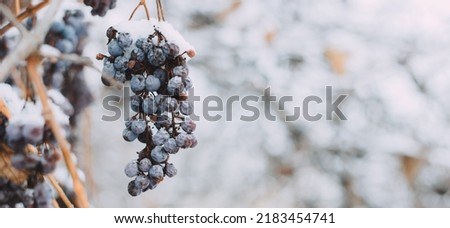 Bunch of grapes under the snow in winter. Grapes covered with snow, photos with snow, white background. Ice wine. Red grape wine for ice wine in winter conditions and snow photo banner