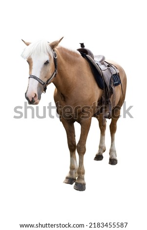 Horse with saddle isolated on white background.