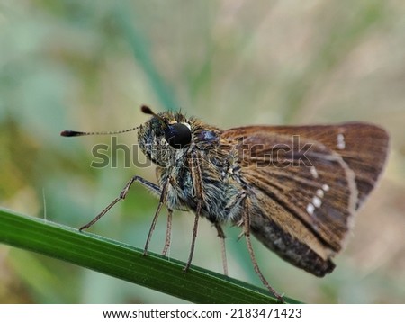 Close-up of Pelopidas mathias, the dark small-branded swift, lesser millet skipper or black branded swift, is a butterfly belonging to the family Hesperiidae on grass with blurred background