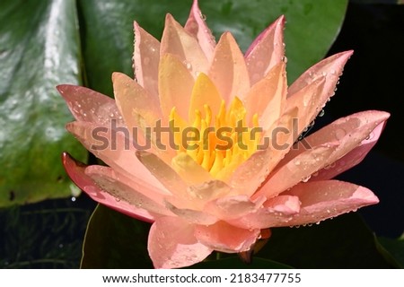 Lotus flower close up in my garden pond