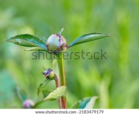 Budding, sprouting and blooming flowers growing in a garden or nature park. Closeup of peony flowering plant with green leaves maturing outdoors against blurred green background with copy space