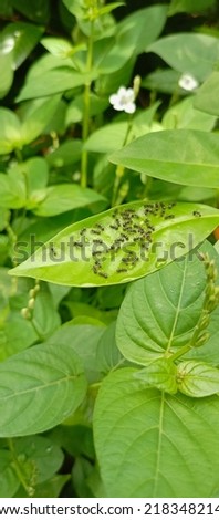 ants in the green leaves