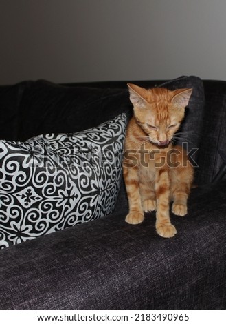 close-up shot of a playful orange fluffy kitten on couch, photo of an orange fluffy tabby kitten, folded paw, curled paws Royalty-Free Stock Photo #2183490965