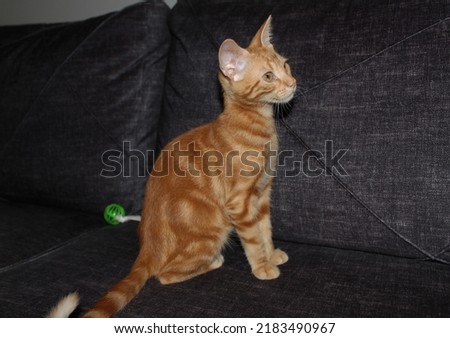 close-up shot of a playful orange fluffy kitten on couch, photo of an orange fluffy tabby kitten, folded paw, curled paws Royalty-Free Stock Photo #2183490967