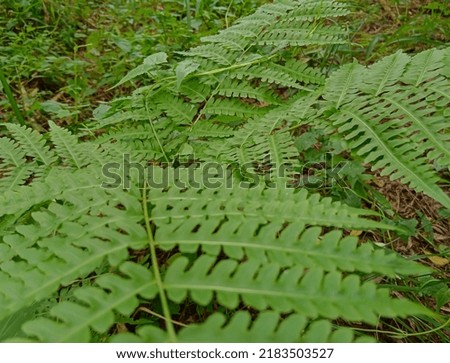 this is a photo of a green fern plant that is fresh and soft in texture 
