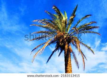 Palm tree with dates against the blue sky. Date Palm (Phoenix dactylifera), tree of the palm family (Arecaceae) cultivated for its sweet edible fruits. Phoenix Palm or Dactylifera tree. Palmae. Palms. Royalty-Free Stock Photo #2183513415