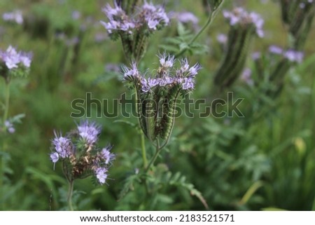 Flowers of the lacy phacelia, Phacelia tanacetifolia. Royalty-Free Stock Photo #2183521571