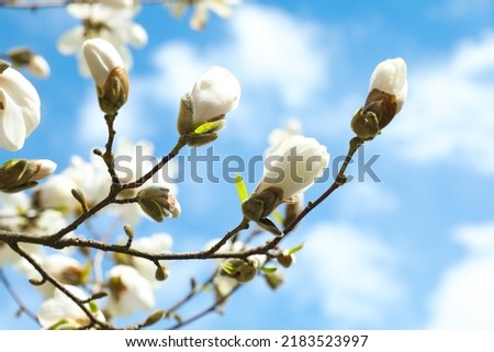 Magnolia tree with delicate white flower buds against blue sky, closeup Royalty-Free Stock Photo #2183523997