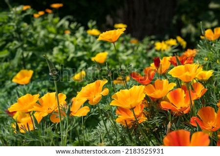 Bright yellow orange flowers of the ashsholtsia , the California poppy blooms on a flower bed in the garden on a sunny summer day. Eschscholzia Royalty-Free Stock Photo #2183525931