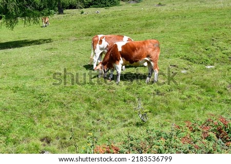 Cows on a meadow in Southtyrol