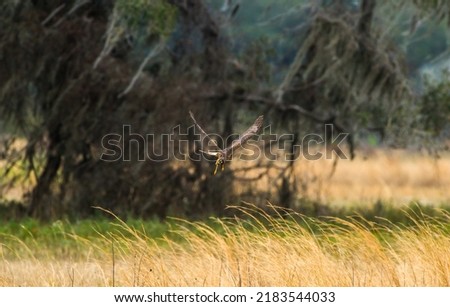 Female northern harrier - circus hudsonius - flying over meadow at a distance,  straight towards camera brown grasses and oak tree background