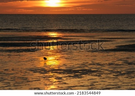 Silhouette of a lonely seagull bird in front of the north sea on the beach during sunset