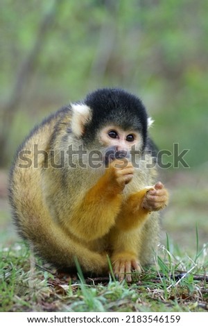 Portrait of a Black-capped Squirrel Monkey on the ground eating
 Royalty-Free Stock Photo #2183546159