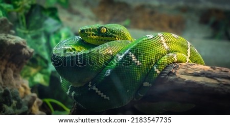 A stunning green snake with yellow eyes coiled comfortably on a tree branch. Side photo close-up.