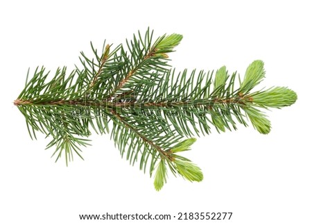 European spruce (Picea abies) branch with young spring needles isolated on white background, no shadows, clipping path. Forest and trees theme. Royalty-Free Stock Photo #2183552277