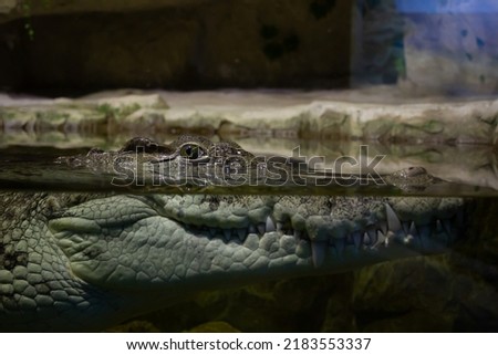 crocodile head in water close up. Eyes in focuse, defocused background